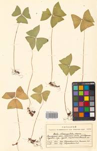 Oxalis obtriangulata Maxim., Siberia, Russian Far East (S6) (Russia)