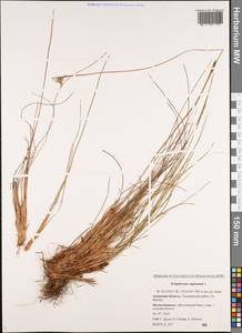 Eriophorum vaginatum L., Siberia, Russian Far East (S6) (Russia)