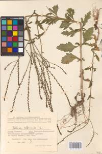 MHA 0 153 975, Verbena officinalis L., Eastern Europe, South Ukrainian region (E12) (Ukraine)