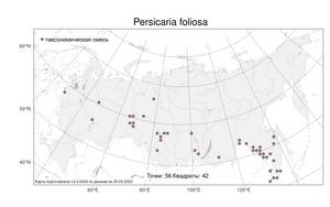 Persicaria foliosa (H. Lindb.) Kitag., Atlas of the Russian Flora (FLORUS) (Russia)