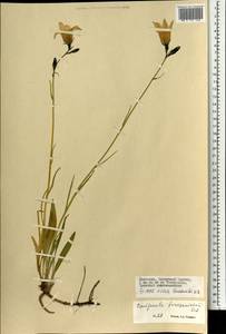 Campanula stevenii subsp. turczaninovii (Fed.) Victorov, Mongolia (MONG) (Mongolia)