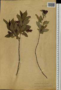 Salix pseudopentandra (Flod.) Flod., Siberia, Baikal & Transbaikal region (S4) (Russia)