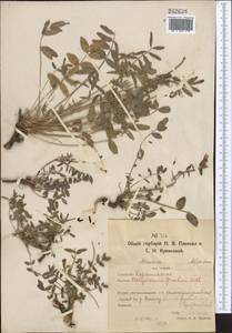 Hedysarum gmelinii Ledeb., Middle Asia, Northern & Central Kazakhstan (M10) (Kazakhstan)