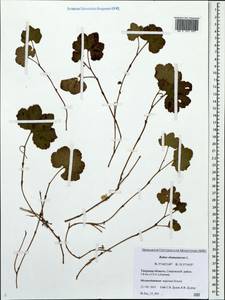 Rubus chamaemorus L., Eastern Europe, North-Western region (E2) (Russia)