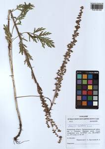 Artemisia latifolia Ledeb., Siberia, Altai & Sayany Mountains (S2) (Russia)