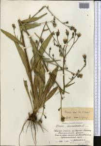 Picris nuristanica Bornm., Middle Asia, Northern & Central Tian Shan (M4) (Kazakhstan)