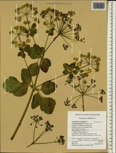 Smyrnium olusatrum L., South Asia, South Asia (Asia outside ex-Soviet states and Mongolia) (ASIA) (Cyprus)