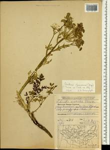 Cnidium dauricum (Jacq.) Turcz. ex Fisch. & C. A. Mey., Mongolia (MONG) (Mongolia)