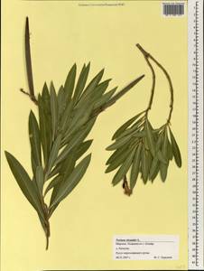 Nerium oleander L., Africa (AFR) (Morocco)