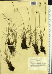 Eriophorum brachyantherum Trautv. & C.A.Mey., Siberia, Altai & Sayany Mountains (S2) (Russia)