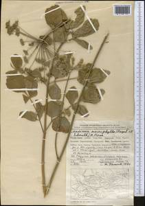 Mediasia macrophylla (Regel & Schmalh.) Pimenov, Middle Asia, Pamir & Pamiro-Alai (M2) (Tajikistan)