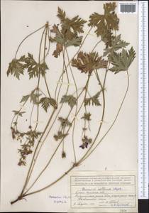 Geranium collinum Stephan ex Willd., Middle Asia, Northern & Central Tian Shan (M4) (Kyrgyzstan)