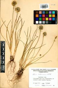 Allium stellerianum Willd., Siberia, Baikal & Transbaikal region (S4) (Russia)