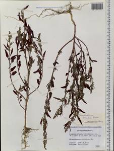 Chenopodium acuminatum Willd., Siberia, Russian Far East (S6) (Russia)