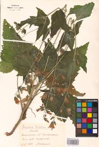 Campanula trachelium L., Eastern Europe, Moscow region (E4a) (Russia)
