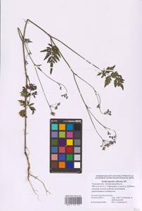 Torilis japonica (Houtt.) DC., Eastern Europe, Central region (E4) (Russia)