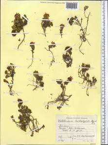 Allardia tridactylites (Kar. & Kir.) Sch. Bip., Middle Asia, Pamir & Pamiro-Alai (M2) (Tajikistan)