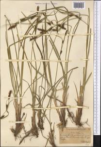 Carex melanostachya M.Bieb. ex Willd., Middle Asia, Northern & Central Tian Shan (M4) (Kazakhstan)