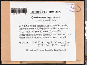 Cynodontium asperifolium (Lindb. ex Arnell) Paris, Bryophytes, Bryophytes - Baikal & Transbaikal regions (B18) (Russia)