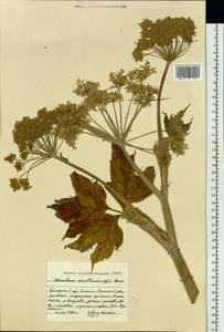 Heracleum dissectum Ledeb., Siberia, Russian Far East (S6) (Russia)