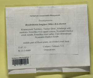 Bryobrittonia longipes (Mitt.) D.G. Horton, Bryophytes, Bryophytes - Krasnoyarsk Krai, Tyva & Khakassia (B17) (Russia)