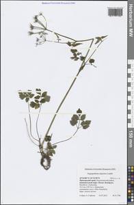 Aegopodium alpestre Ledeb., Siberia, Russian Far East (S6) (Russia)