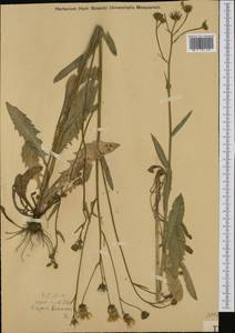 Crepis biennis L., Western Europe (EUR) (Austria)