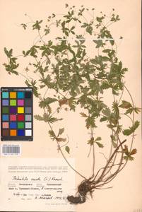 Potentilla erecta (L.) Raeusch., Eastern Europe, Moscow region (E4a) (Russia)