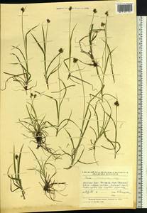 Carex norvegica Retz. , nom. cons., Siberia, Western Siberia (S1) (Russia)