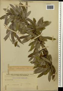 Pyrus salicifolia Pall., Caucasus, Azerbaijan (K6) (Azerbaijan)