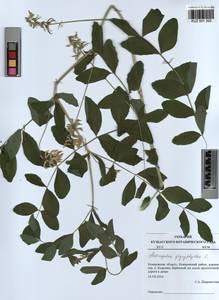 KUZ 001 393, Astragalus glycyphyllos L., Siberia, Altai & Sayany Mountains (S2) (Russia)