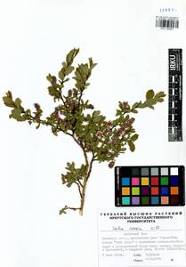 Salix caesia, Siberia, Baikal & Transbaikal region (S4) (Russia)