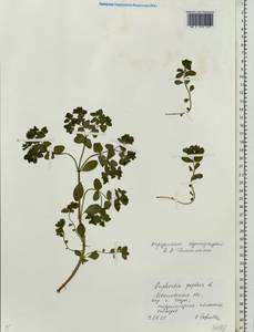 Euphorbia peplus L., Eastern Europe, Central forest region (E5) (Russia)