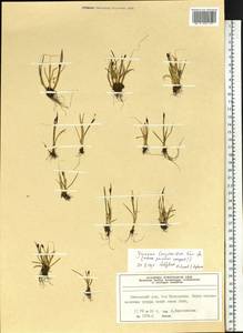 Juncus longirostris Kuvaev, Siberia, Central Siberia (S3) (Russia)