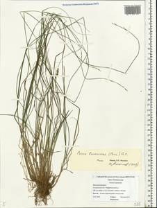 Carex brunnescens (Pers.) Poir., Eastern Europe, Central forest region (E5) (Russia)