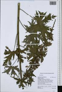 Aconitum, South Asia, South Asia (Asia outside ex-Soviet states and Mongolia) (ASIA) (China)