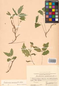 Cardamine macrophylla Willd., Siberia, Russian Far East (S6) (Russia)