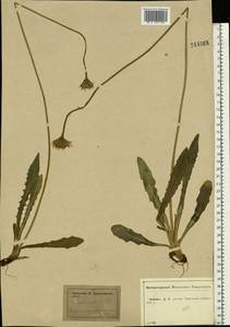 Leontodon hispidus L., Eastern Europe, Central forest-and-steppe region (E6) (Russia)