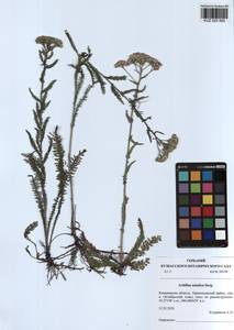 Achillea asiatica Serg., Siberia, Altai & Sayany Mountains (S2) (Russia)