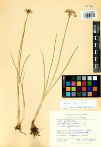 Allium ramosum L., Siberia, Altai & Sayany Mountains (S2) (Russia)