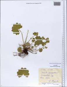 Alchemilla nemoralis Alechin, Eastern Europe, Eastern region (E10) (Russia)