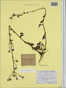 Picris hieracioides L., Caucasus, North Ossetia, Ingushetia & Chechnya (K1c) (Russia)