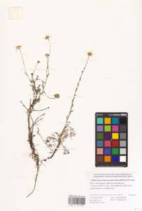 Tripleurospermum inodorum (L.) Sch.-Bip, Eastern Europe, Lower Volga region (E9) (Russia)