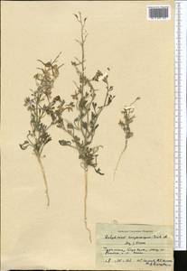 Delphinium camptocarpum Fisch. & C. A. Mey., Middle Asia, Karakum (M6) (Turkmenistan)