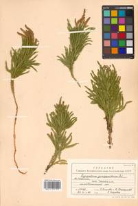 Dendrolycopodium obscurum (L.) A. Haines, Siberia, Russian Far East (S6) (Russia)