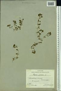 Lythrum portula (L.) D. A. Webb, Eastern Europe, Moscow region (E4a) (Russia)