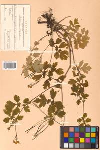 Chelidonium majus L., Siberia, Russian Far East (S6) (Russia)