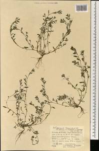 Polygonum tenuissimum A. I. Baranov & Skvortsov ex Vorosch., Mongolia (MONG) (Mongolia)