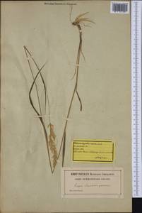 Calamagrostis varia (Schrad.) Host, Western Europe (EUR) (Switzerland)