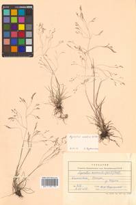 Agrostis scabra Willd., Siberia, Chukotka & Kamchatka (S7) (Russia)